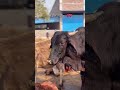 गौ माता के लिए एक 👍तो बनता है।। #गौसेवा #गौमाता #trendingshorts #viralvideo #shortsfeed #cowhelp