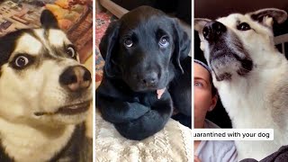 Funny Dog Videos (2023) 😅 YOU LAUGH YOU LOSE! 🤣