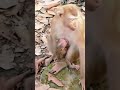 #monkey #monkeysr #babymo #monkeysr #animals #babymonkey #babymonkey #cute #funny #monkeybusiness