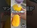 【検証】マンゴーの種がフワフワペットに⁉︎