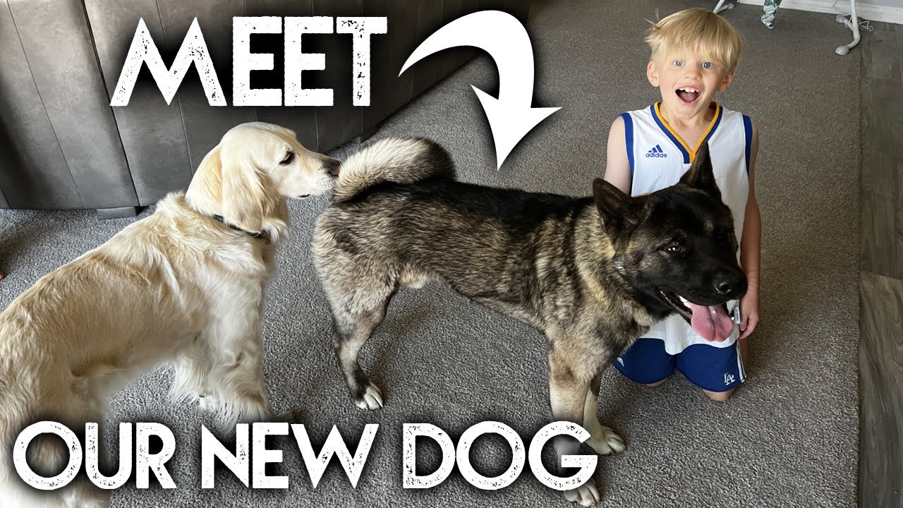 НОВАЯ СОБАКА!