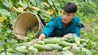 Harvest Cucumbers, Unfortunately Falling, Buy a New Bed, Forest Life