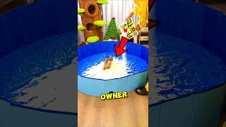 This Kitten Learned How To Use Litter Box