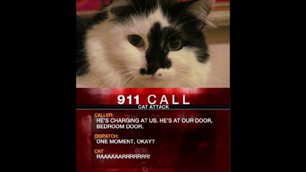 Bryan and Vinny Show: 20 pound Cat holds owners hostage