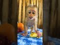 #adorably #babymonkey #adoreble #babyprimate #cute #babyanimal #animals #cuteanimal #monkeys