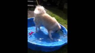 Vinlyburnaby Spca