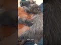 الجميلة كيتي وصغارها Persiancatslover قطط Catbaby القط الفارسي Anass Neuf4 شيرازي Cutecat