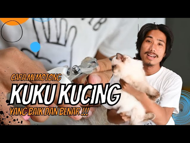 Ilustrasi memotong tali pusar kucing