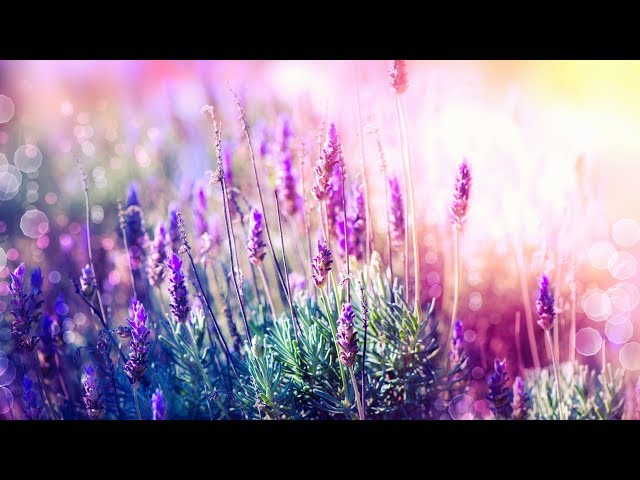 Beautiful Relaxing Music for Stress Relief ~ Calming Music ~ Meditation, Relaxation, Sleep, Spa class=