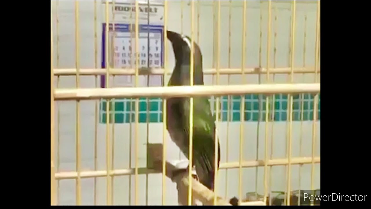 Encarte 2.0 Boca mole com boi tio João Pedro boi do espetacular JIRAYA .