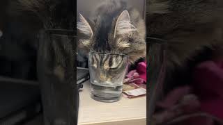 смешит меня кошечка), на кухне есть ее миска с водой, но из кружки надо)#аняляпнет #кошка