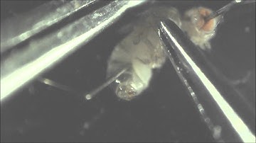 Dissection for intracellular recording in Drosophila thoracic muscles.