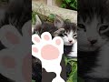 Caturday Blues #caturday #caturdayvibes #newsong #short #cutecat