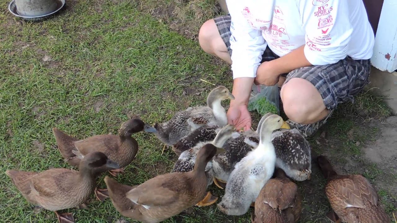 Silver Appleyard ducklings eating peas YouTube