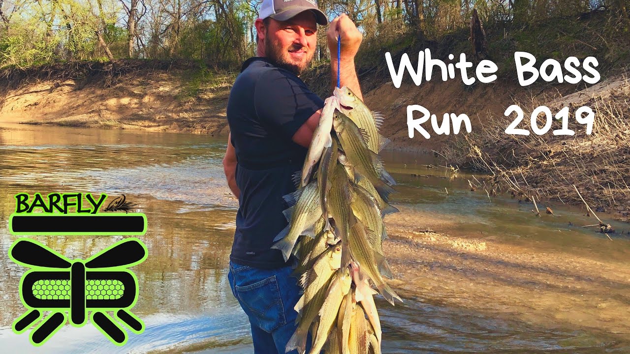 WHITE BASS RUN!!! Denton Creek, TX YouTube