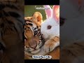 Viral friendship of tiger and little rabbit #shorts #viralvideo #tigers #whiterabbits