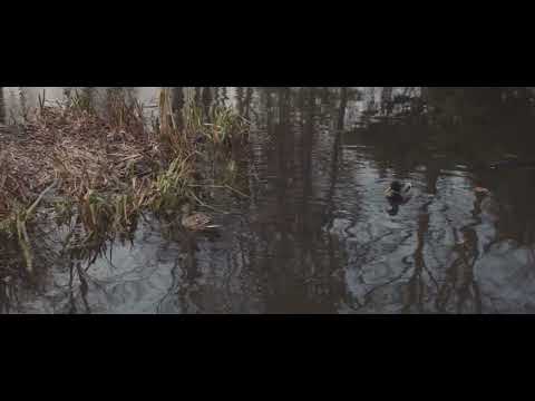 Canon EOS M -  5K FRTP anamorphic- MLV app Prores 422HQ