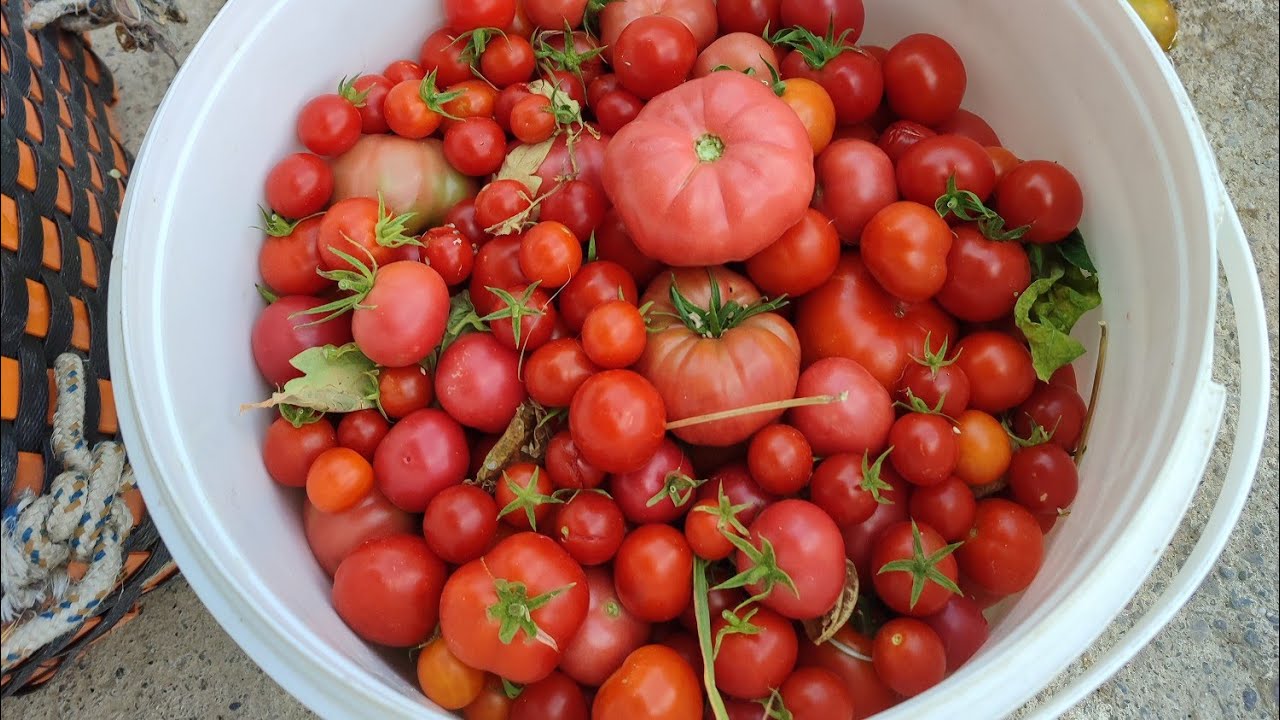 🥺EŞİM# GÖRÜNCE# ŞOK OLDU BAHÇEMİZDEN  