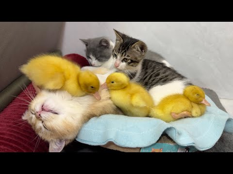 Winter is here!  The duckling wants to sleep with the kitten, it's very warm!  the bed is too small