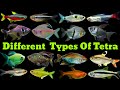 Different Types Of Tetra Fish | Tetra Fish Varieties