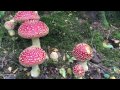 Amanita muscaria, The Fly Agaric