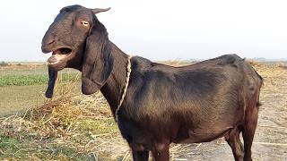 Bakri Ki Awaaz Aur Goat Sounds Realistic Goat Voice From Rural Village, Jan 2026