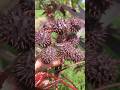 Ricinus communis atau jarak kepyar merah #jarak #jarakkepyar #kaliki #ricinuscommunis