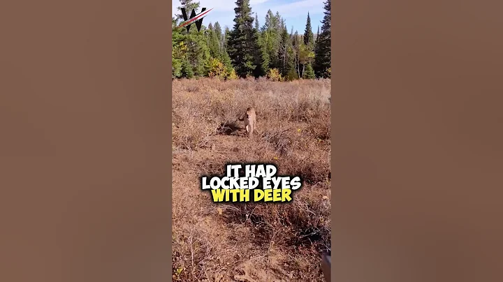 Close Encounter: Mountain Lion Stalks Elk Hunter in Idaho, Saved by Glock27 Warning Shots