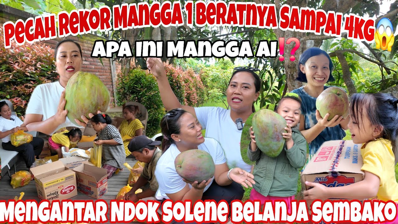 TRAGEDI PANEN MANGGA RAKSASA JATUH‼️MENGANTAR MBA SIZY BELANJA SEMBAKO UNTUK BERBAGI KE TETANGGA 