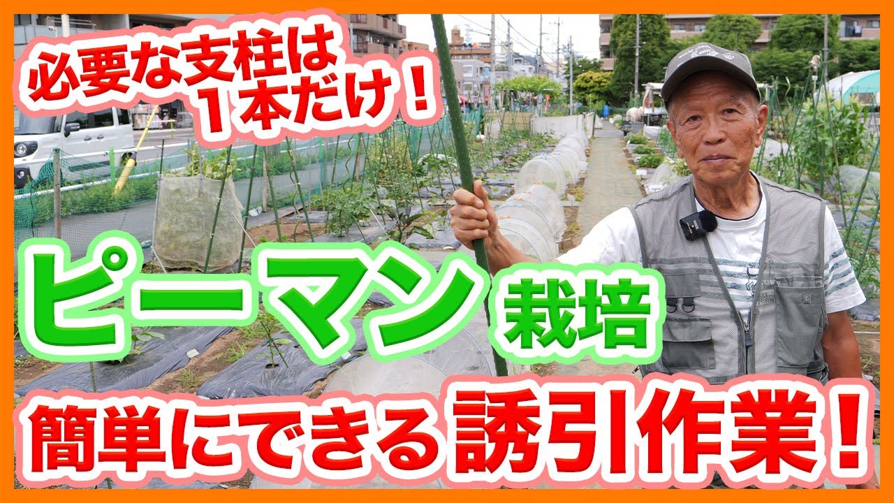 Tips for attracting green pepper cultivation in home gardens and