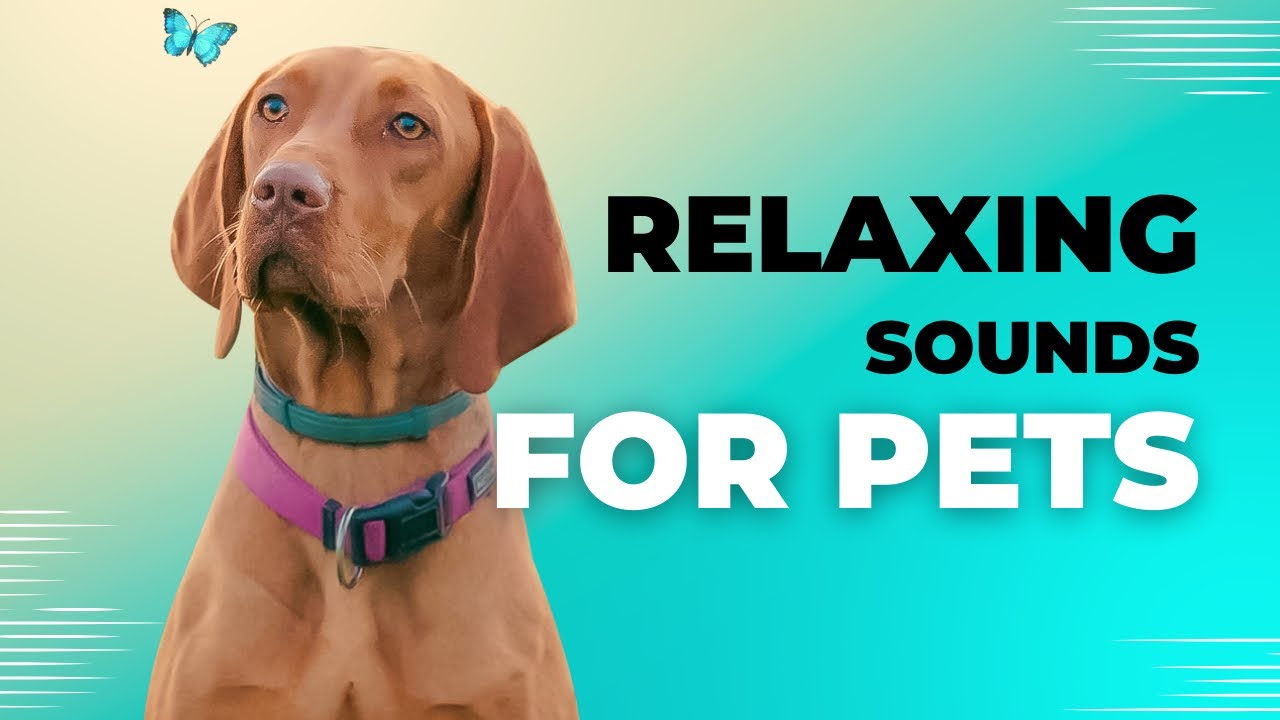 Relaxing Sounds for Pets 528hz Soothing sounds for Cats, Dogs, Etc