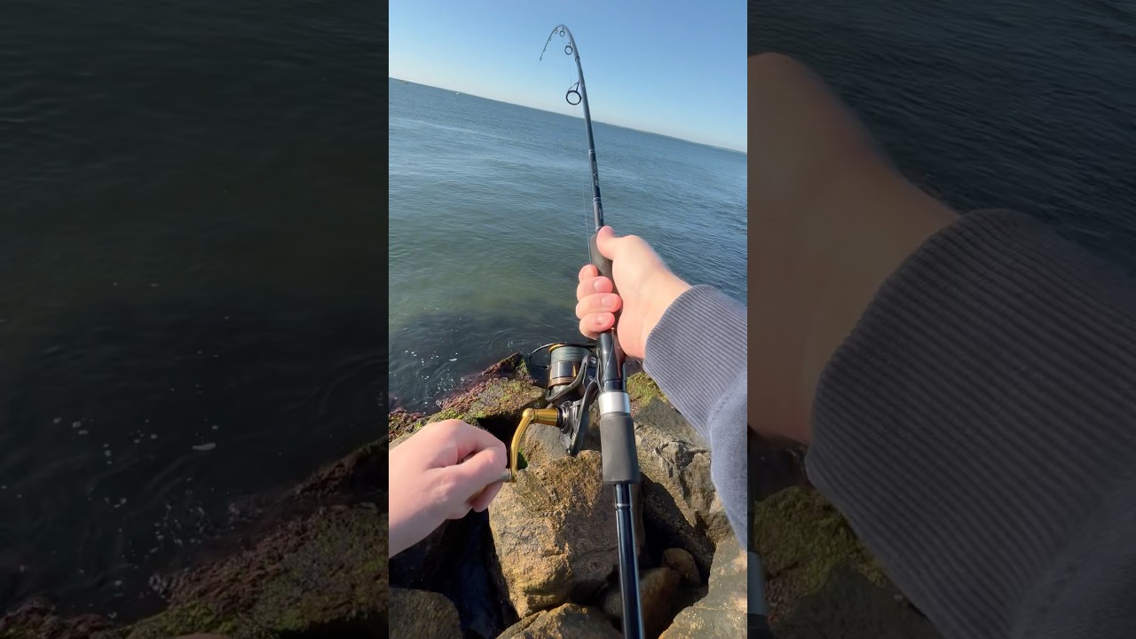Bluefish Blitz Off the Jetty 🌊 | Cape Cod Sunrise Session 