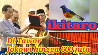 Ikitaro Burung Murai Yang Di Tawari Jokowi 600 Jutametro Hari Ini