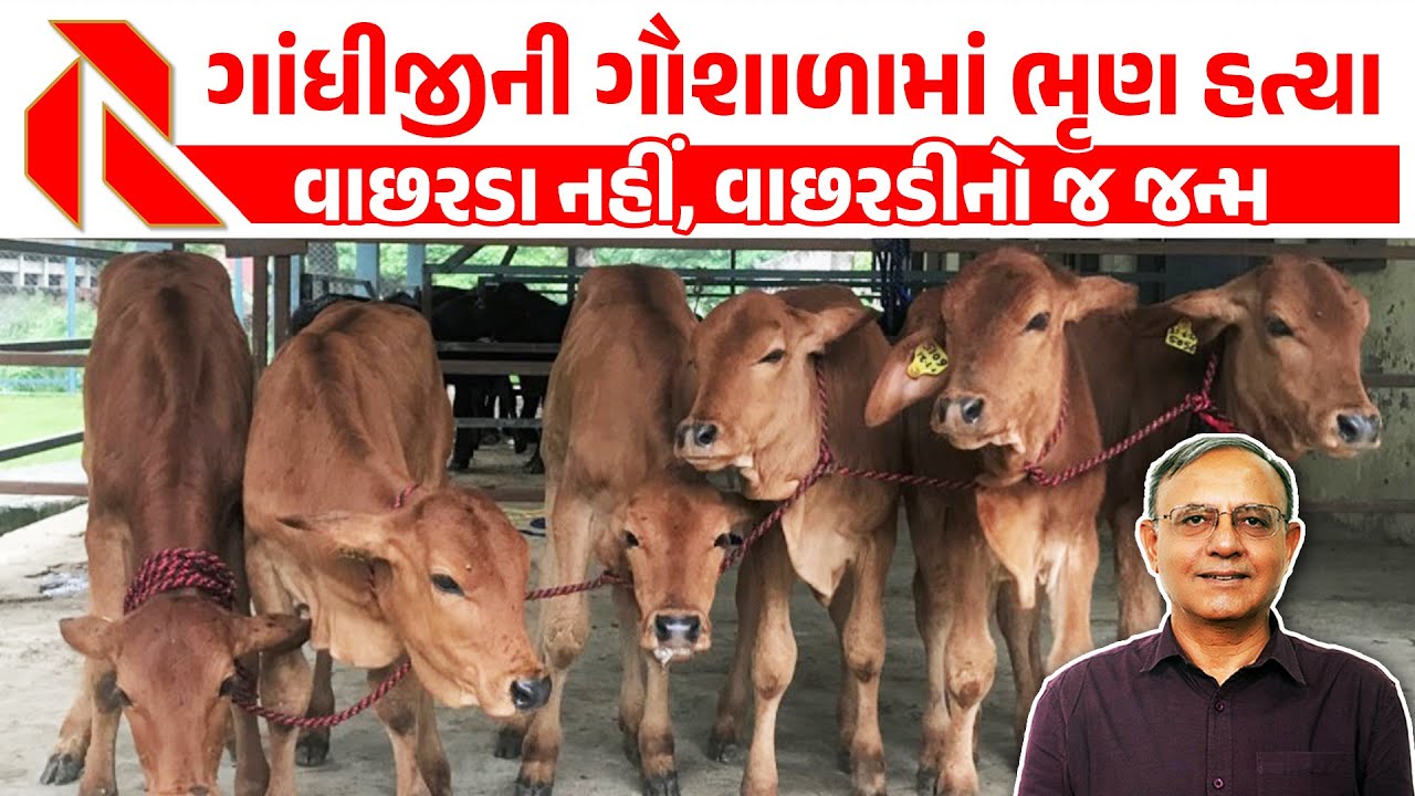ગૌવંશમાં ખેડૂતોને હવે બળદ નથી જોઈતા | Embryo transfer technology in dairy cattle