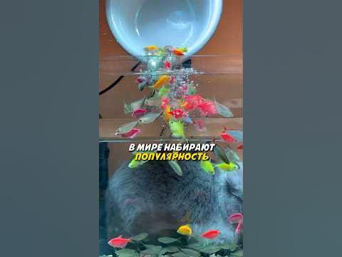 Аквариум с котиками - YouTube