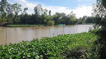 Câu cá rô đồng sông lớn trúng con nước lên @chuachactv