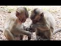 King Baby Monkey Cry - Babies Monkeys Playing Good