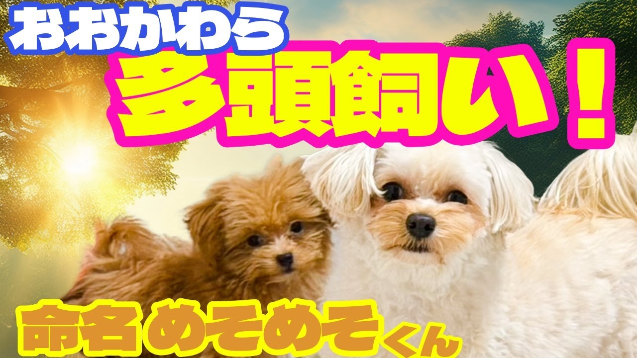 鬼ヶ島中学の校内放送 #４１「おおかわら、多頭飼い。命名 めそめそ」
