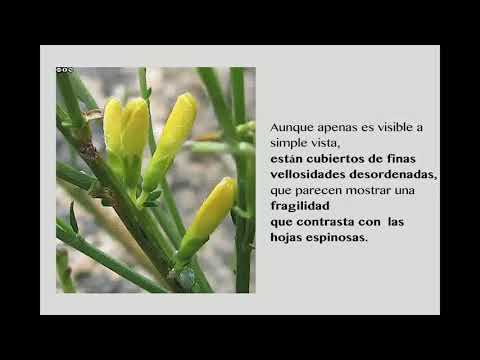 Video: Flor De Aulaga Más Brillante