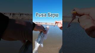 Рыба Берш! Уникальная рыбалка на западе Казахстана в городе Атырау на реке Урал #fish #fishing