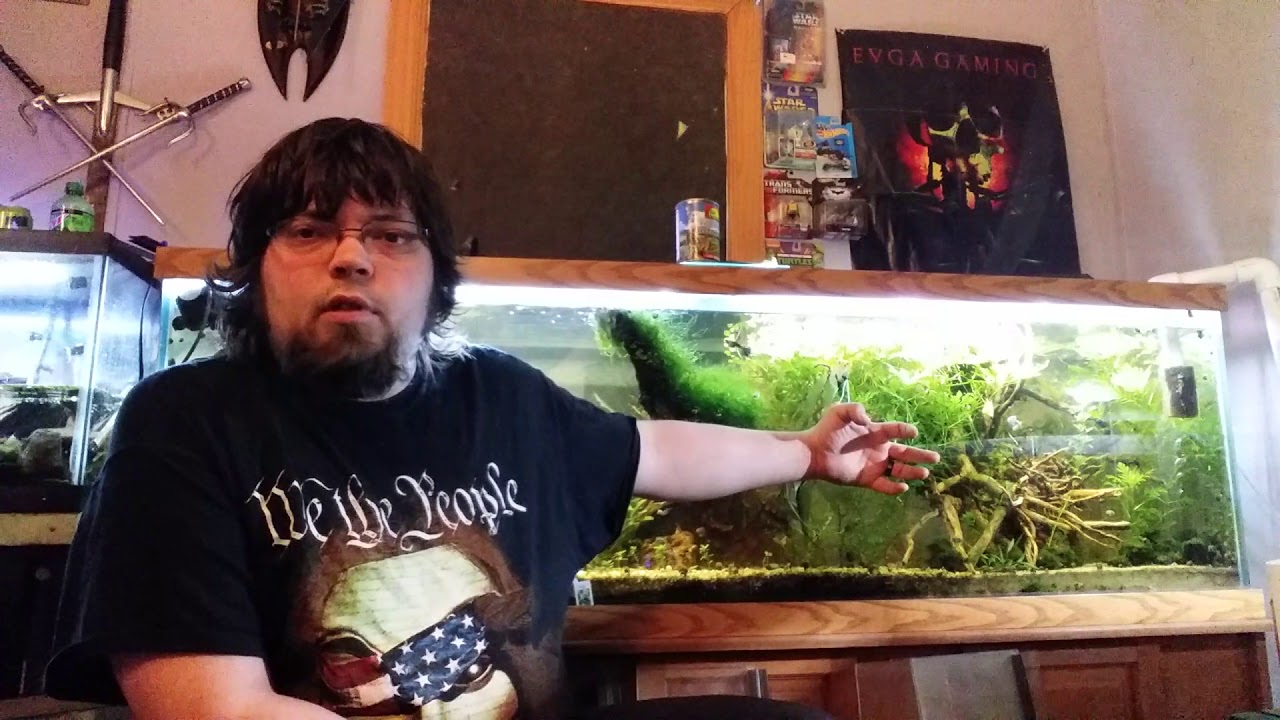 Freshwater clean up crew. YouTube