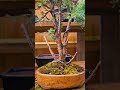 Lawsons Cypress For Bonsai Bonsai Garden Japan Workshop Lawsons Cypress For Bonsai Bonsai Garden Japan Workshop