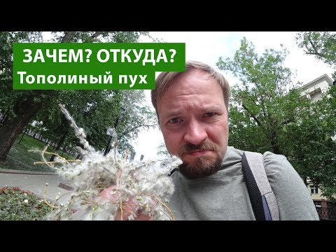 Тополиный пух: почему в наших городах его так много?