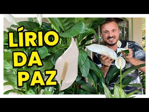 Vídeo: Cuidados com lâmpadas de lírio de chuva - Como cultivar lírios de chuva