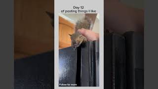 Oh that’s a good kitty #funny #memes #collegelifehacks #lifehackmemes #evil #spongebob #cat