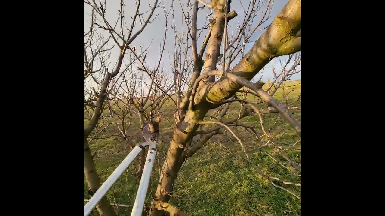 Rezidba šljive u 10 toj godini #pruning #agriculture #agro #plum