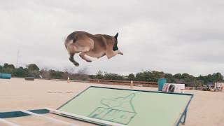 Pastor Belga Malinois haciendo un salto de longitud  Xtreme dog jump