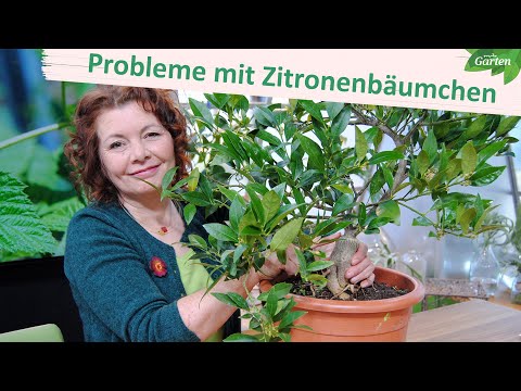 Video: Zitronenblattprobleme – was bewirkt, dass Zitronenblätter abfallen