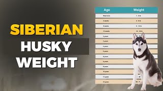 Siberian Husky Weight Chart by Age, Height in KG & Ib #siberianhusky