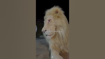هو الذي يريكم البرق خوفا و طمعا - القارئ الشيخ اسلام صبحي || قناة الفردوس الأعلى